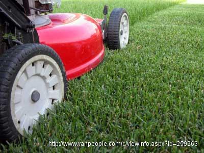 【信诚园艺】定期剪草（技术性杜绝长虫），护理、铺、修草坪，保养庭院