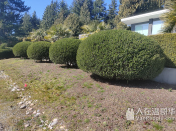 华翰园艺 花园整理、清理杂草、修剪花树、定期剪草、铺草皮、精打草根等各项园艺服务