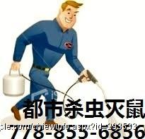 温哥华都市杀虫灭鼠公司，为您解决老鼠，蟑螂，臭虫，蚂蚁，黄蜂等害虫之忧