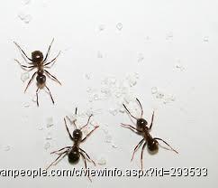 温哥华都市杀虫灭鼠公司，为您解决老鼠，蟑螂，臭虫，蚂蚁，黄蜂等害虫之忧