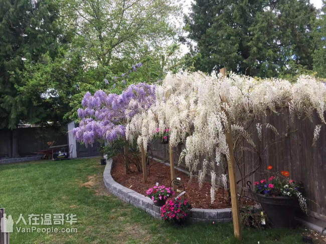 温哥华家庭旅馆，列治文豪华雅致别墅家庭旅馆，让你舒适到加！7788897779