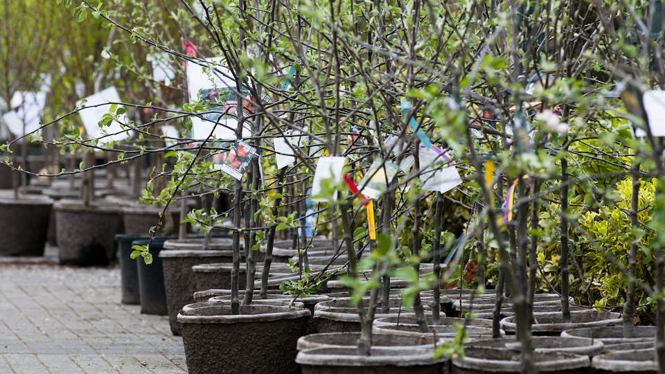 Tree Sale - 05.png
