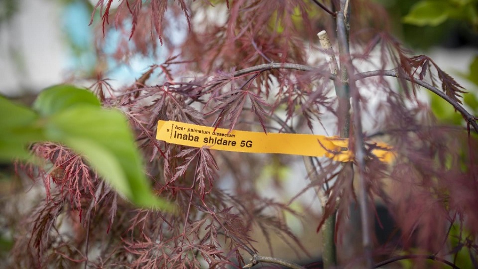 TreeSaleEvent (4).jpg