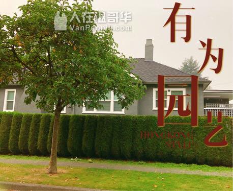 @有为园艺@专业修树，修树墙，剪草，铺草皮，整理花园