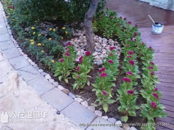 可收微信支付宝剪草30起,铲雪撒盐清理雨水槽 清理落叶，围栏维修草皮更换或种草种,草地杀虫 高